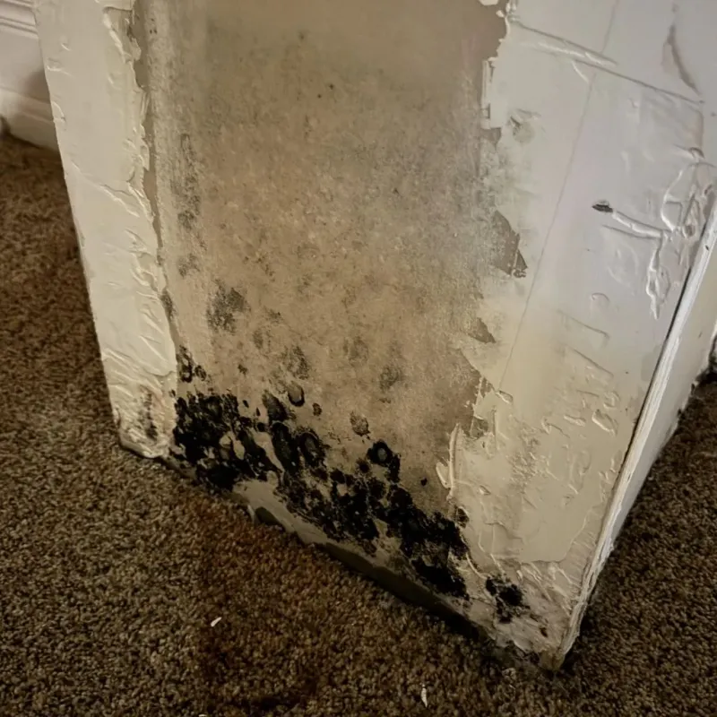Professional Mold Removal in Marin County, CA
